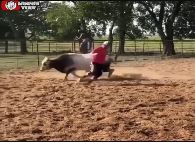 Video :A bull takes revenge on his pal for missing a man